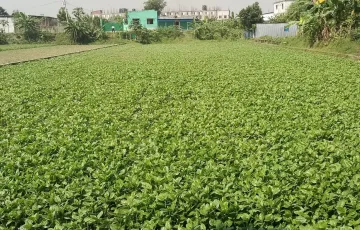 Plots for Sale in Hemayetpur, Savar, Dhaka