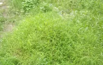 Plots for Sale in Sector 15, Uttara, Dhaka