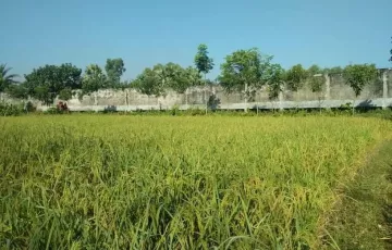 Plots for Sale in Sreepur, Gazipur