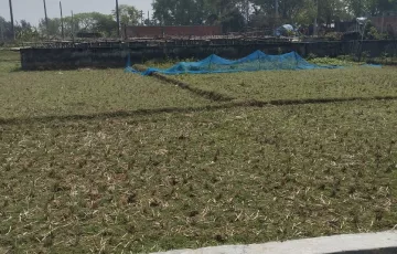 Plots for Sale in Sector 28, Purbachal, Dhaka