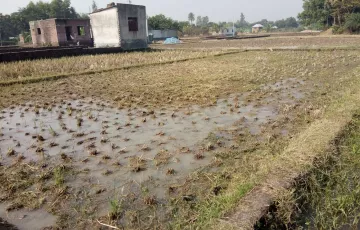 Plots for Sale in Bason, Gazipur Sadar Upazila, Gazipur