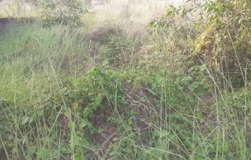 Plots for Sale in Block M, Bashundhara R-A, Dhaka