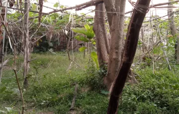 Plots for Sale in Jhauchor, Hazaribag, Dhaka