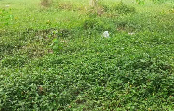 Plots for Sale in Block P, Bashundhara R-A, Dhaka