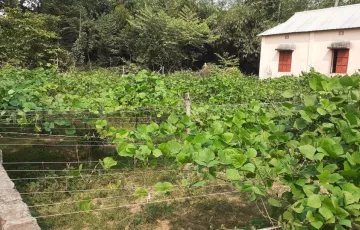 Plots for Sale in Zirabo, Savar, Dhaka