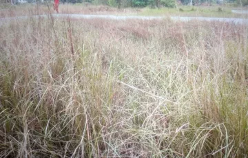 Plots for Sale in Manda Road, Mugdapara, Dhaka