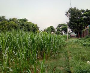  sqm Land Size Residential Properties for Sale